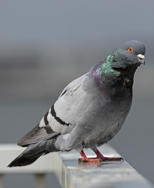 Pigeon